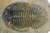 Detailed Hollardops Trilobite Fossil - Multi-Toned Preservation #359496-1